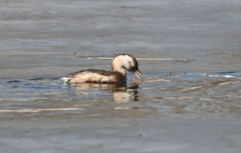 开云体育官网-6?WyH秲嚬@^秂/?PI?V櫼婜苠鸟的简单介绍