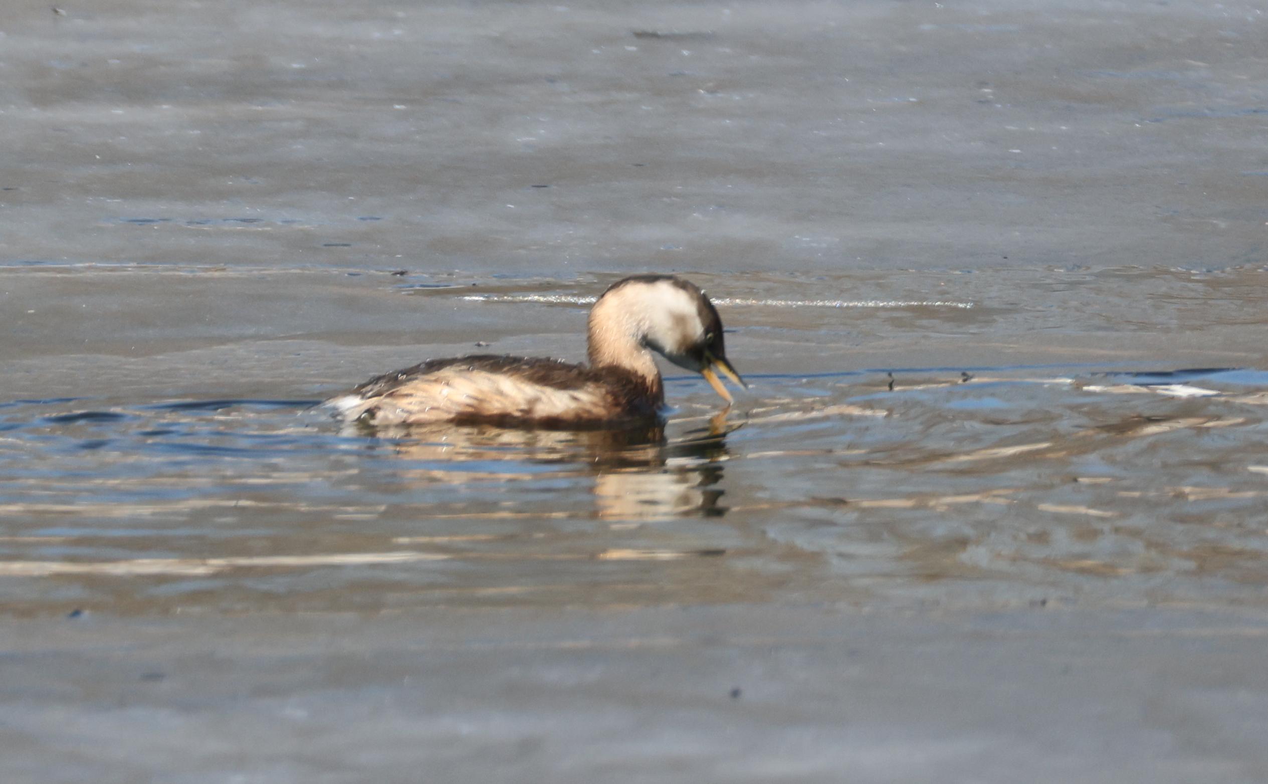 6?WyH秲嚬@^秂/?PI?V櫼婜苠鸟的简单介绍